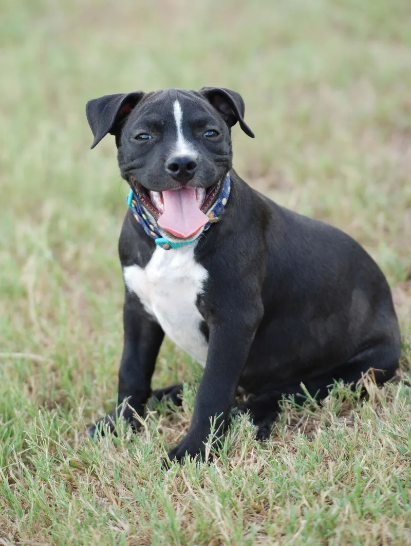 A baby medium-sized male Black American Bully dog named Mousse for adoption in Madisonville, TX