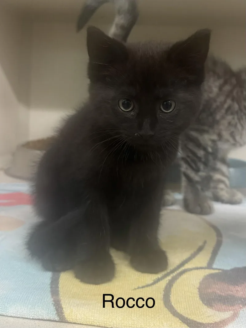 A baby medium-sized male Black Domestic Medium Hair cat named Rocco for adoption in Ulster, PA