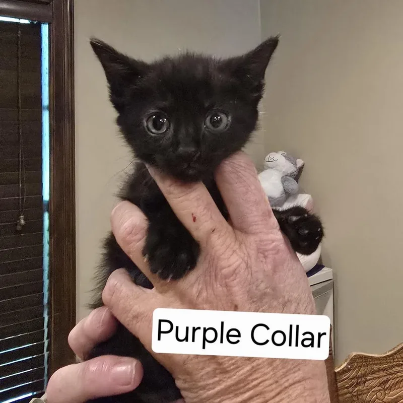 A baby small-sized female Black Domestic Short Hair cat named Samantha for adoption in Baytown, TX