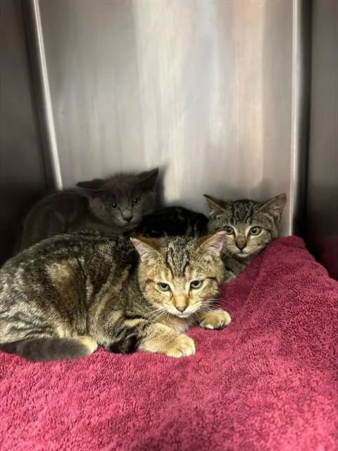 A young small-sized female Domestic Short Hair cat named Juniper for adoption in Santa Cruz, CA