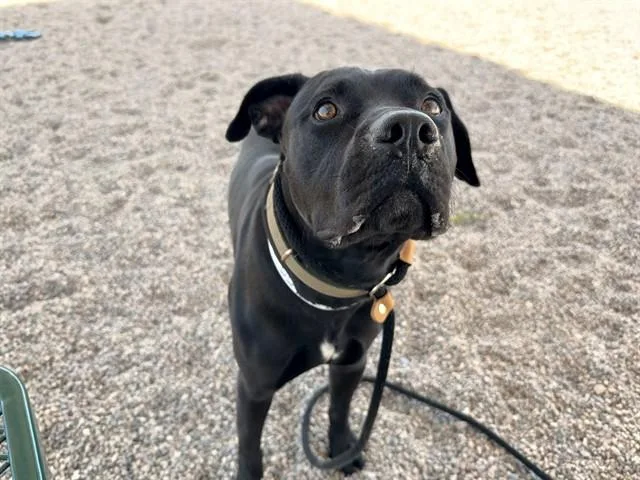 An adult large-sized male Pit Bull Terrier dog named Ralph for adoption in Mesa, AZ