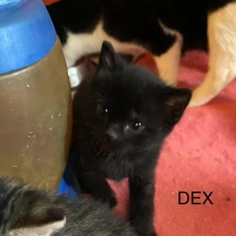 Dex thumbnail 2