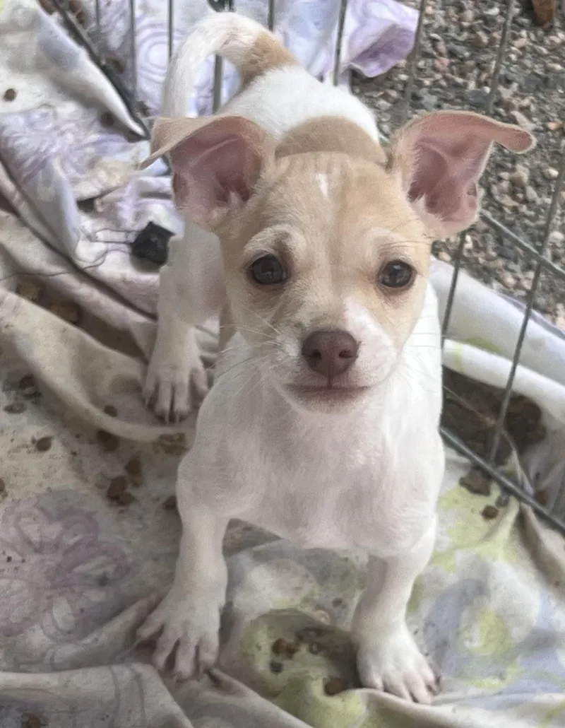 A baby small-sized male White / Cream Chihuahua dog named Rigatoni for adoption in Longmont, CO