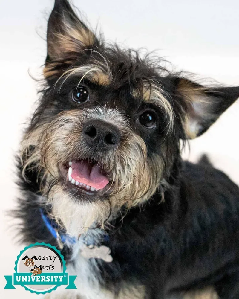 A young small-sized male Terrier dog named Linden for adoption in Kennesaw, GA