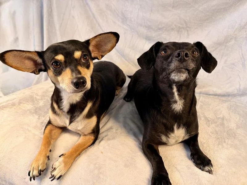 A young small-sized female Brown / Chocolate Chihuahua dog named Caribbean Queen for adoption in Richmond, TX