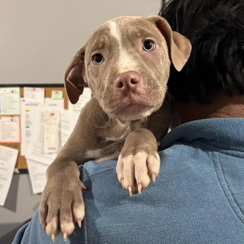A baby medium-sized male Gray / Blue / Silver Mixed Breed dog named Greyson for adoption in Wappingers Falls, NY
