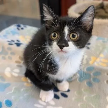 A baby small-sized male Black & White / Tuxedo Domestic Short Hair cat named Baylor for adoption in Rochester, MN