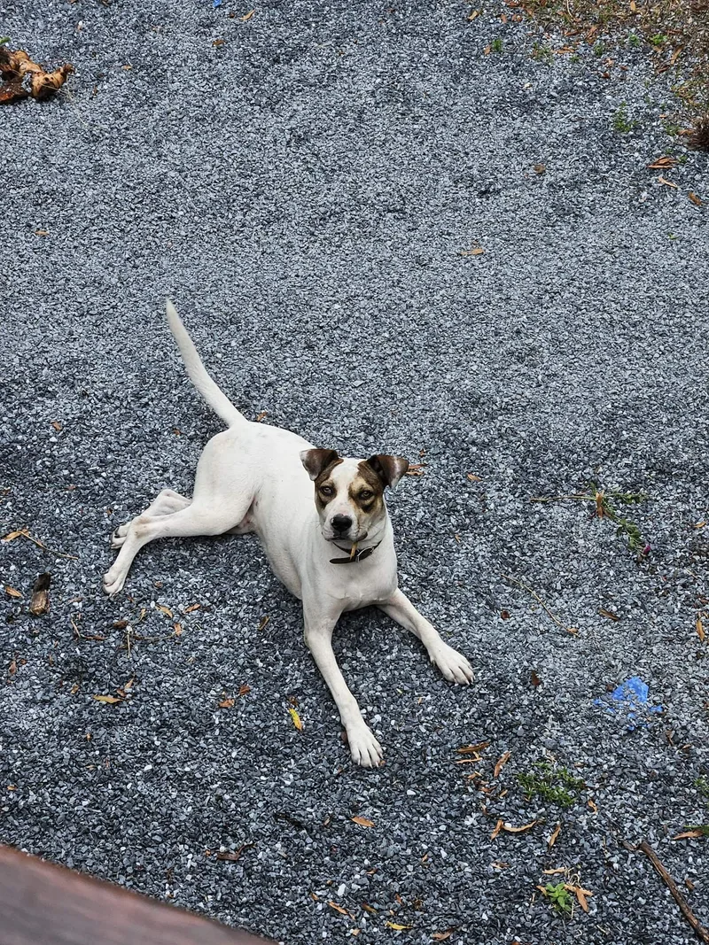 Courtesy Listing Pitt