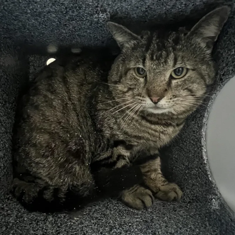 An adult large-sized male Gray / Blue / Silver Domestic Short Hair cat named Kairo for adoption in Lufkin, TX