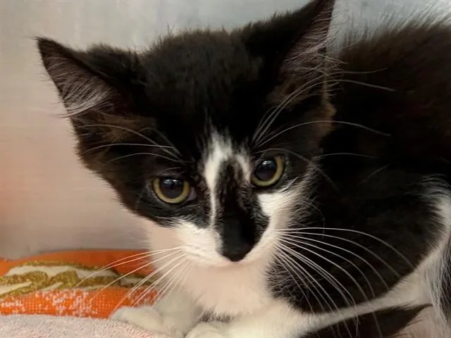 A baby small-sized male Domestic Short Hair cat named Biscotti for adoption in Palo Alto, CA
