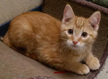 A baby small-sized male Domestic Short Hair cat named Dorito for adoption in Verona, WI