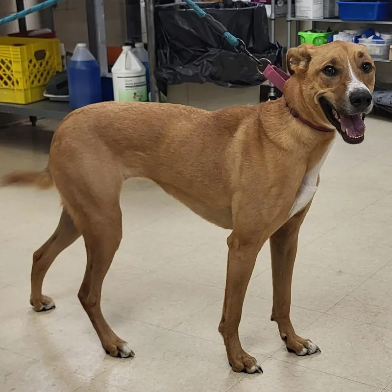 An adult medium-sized female Mixed Breed dog named Gazelle for adoption in Lake Panasoffkee, FL