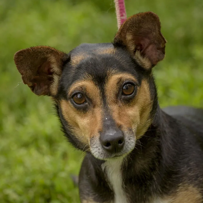An adult small-sized female Tricolor (Brown, Black, & White) Chiweenie dog named Sadie for adoption in Lambertville, NJ
