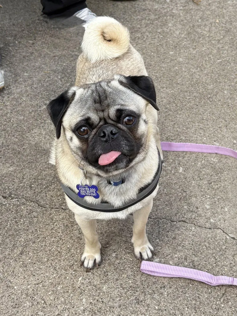 An adult medium-sized male Pug dog named Banks Ca for adoption in Hillside, IL