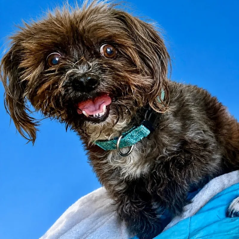 An adult small-sized male Brussels Griffon dog named Henry for adoption in Newport Beach, CA