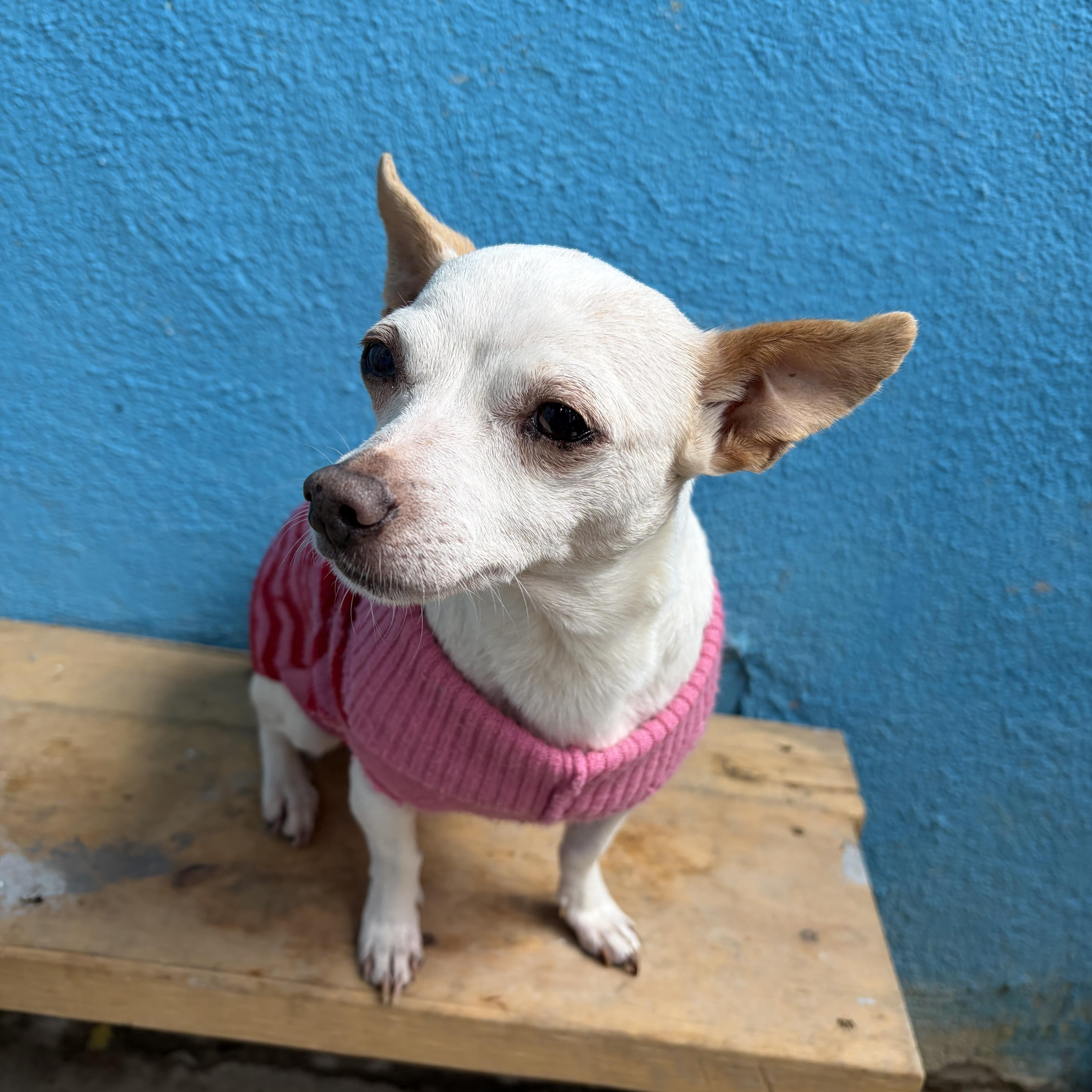 A young small-sized female White / Cream Chihuahua dog named Luna Grace for adoption in Poway, CA