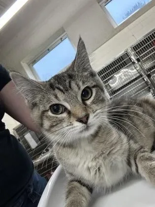 A baby small-sized female Domestic Short Hair cat named Evlagine for adoption in Cincinnati, OH