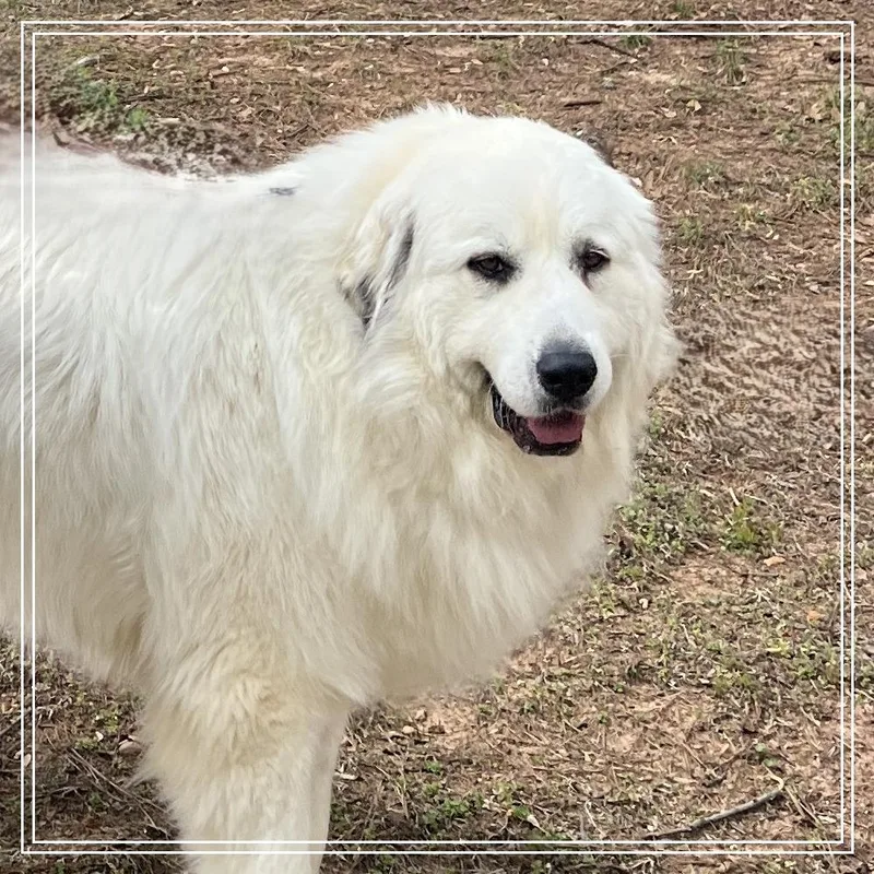 An adult large-sized female Great Pyrenees dog named Georgia for adoption in Atlanta, GA