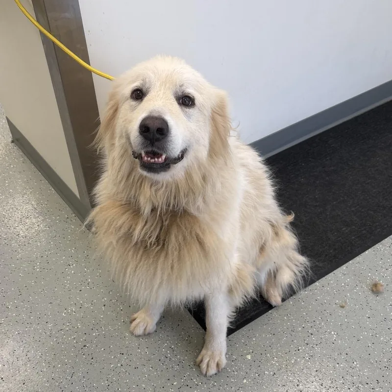 A senior large-sized female White / Cream Great Pyrenees dog named Molly for adoption in Galax, VA