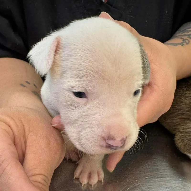 A baby small-sized male Pit Bull Terrier dog named Teak for adoption in Parker, CO