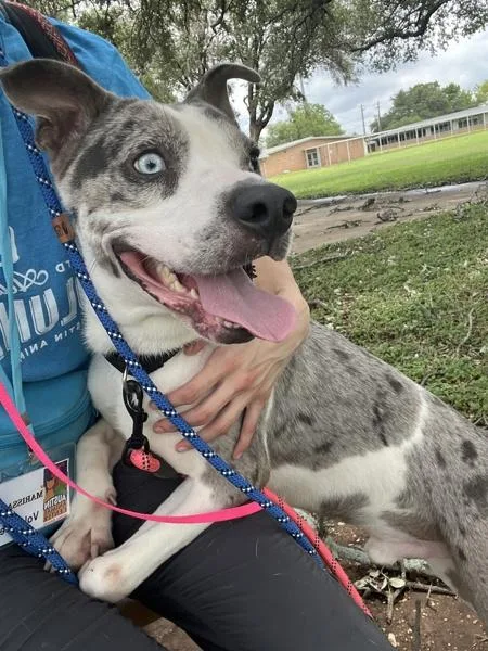 An adult large-sized male Mixed Breed dog named Atlas for adoption in Austin, TX