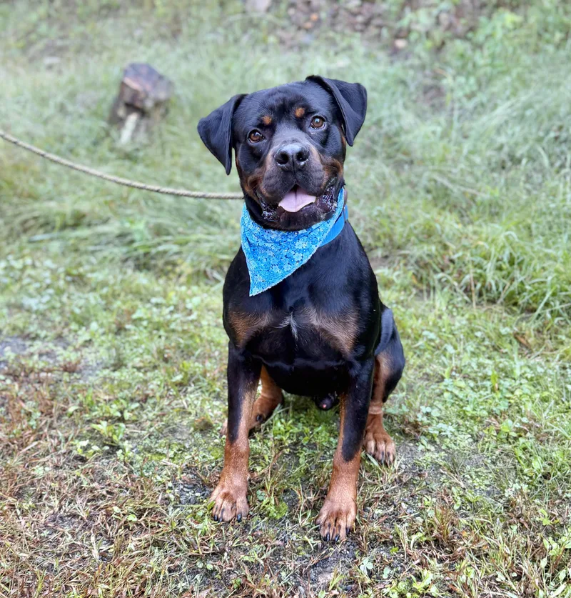 An adult large-sized male Bicolor Rottweiler dog named Bruno for adoption in Ellijay, GA