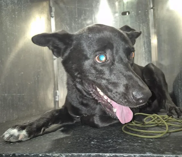 A young medium-sized female Labrador Retriever dog named Lulu for adoption in San Antonio, TX