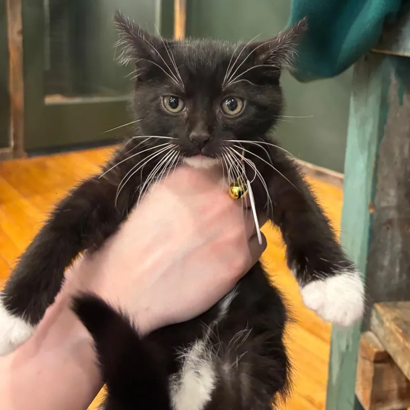 A young medium-sized male Black & White / Tuxedo Domestic Short Hair cat named Beck for adoption in Milwaukee, WI