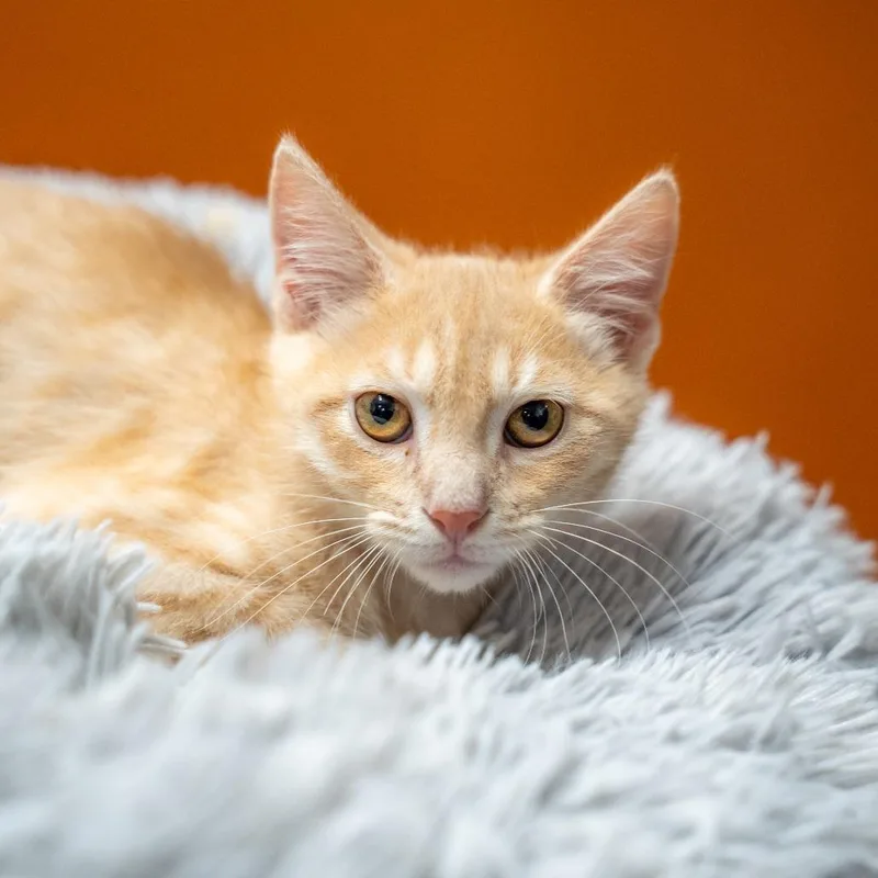A baby small-sized male Buff / Tan / Fawn Domestic Short Hair cat named Buzz for adoption in Gainesville, GA