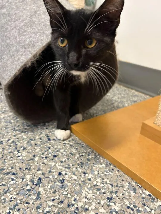 A baby medium-sized male Domestic Short Hair cat named Limburger for adoption in Athens, AL