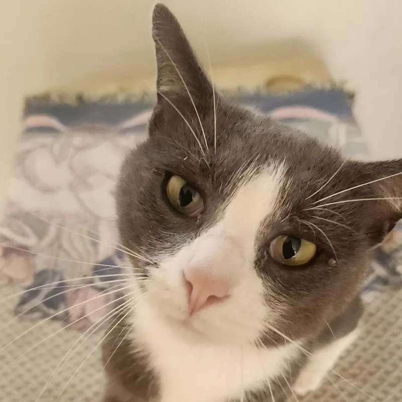 A young small-sized male Gray / Blue / Silver Domestic Short Hair cat named Boo for adoption in Lynchburg, VA