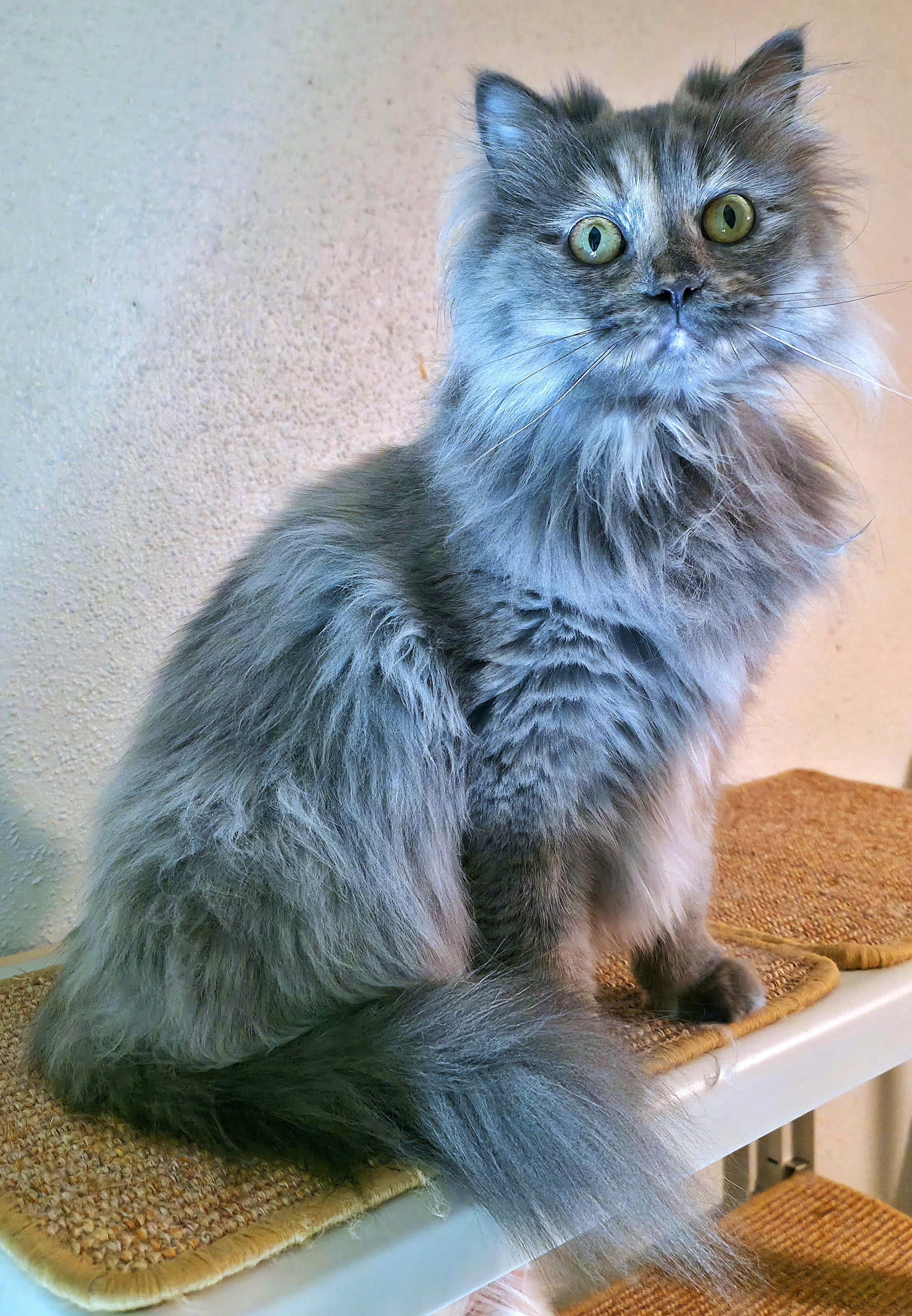 A young medium-sized female Dilute Tortoiseshell Persian cat named Stormy for adoption in Converse, TX