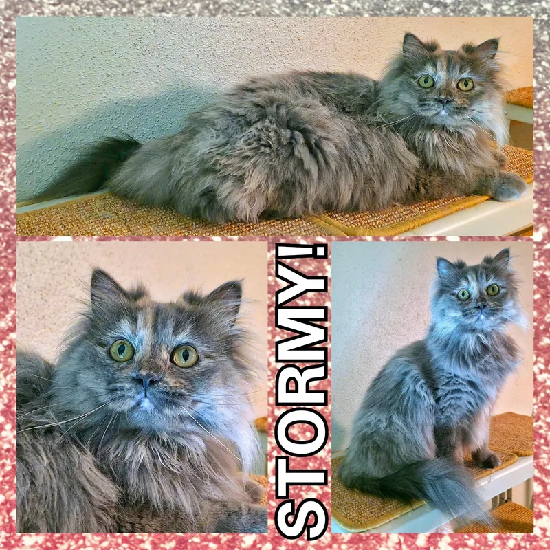 Stormy thumbnail 2