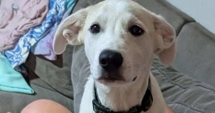 A baby large-sized male White / Cream Mixed Breed dog named Austin for adoption in Dorr, MI
