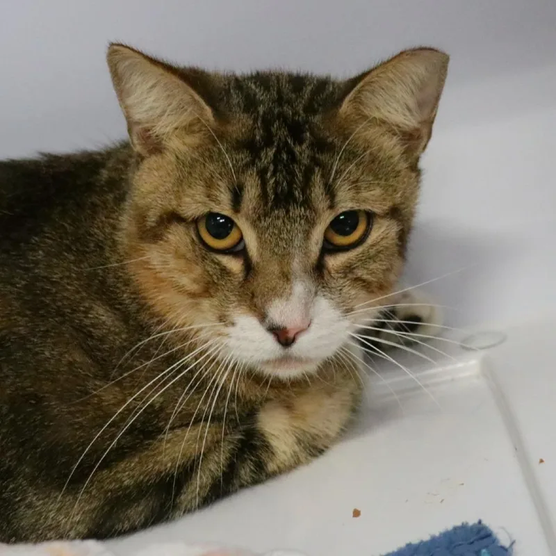 An adult medium-sized male Brown / Chocolate Domestic Short Hair cat named Harry for adoption in Sarasota, FL