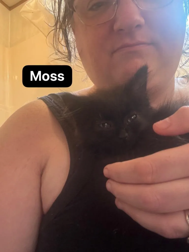 A baby medium-sized female Domestic Short Hair cat named Moss for adoption in Johnson City, TN