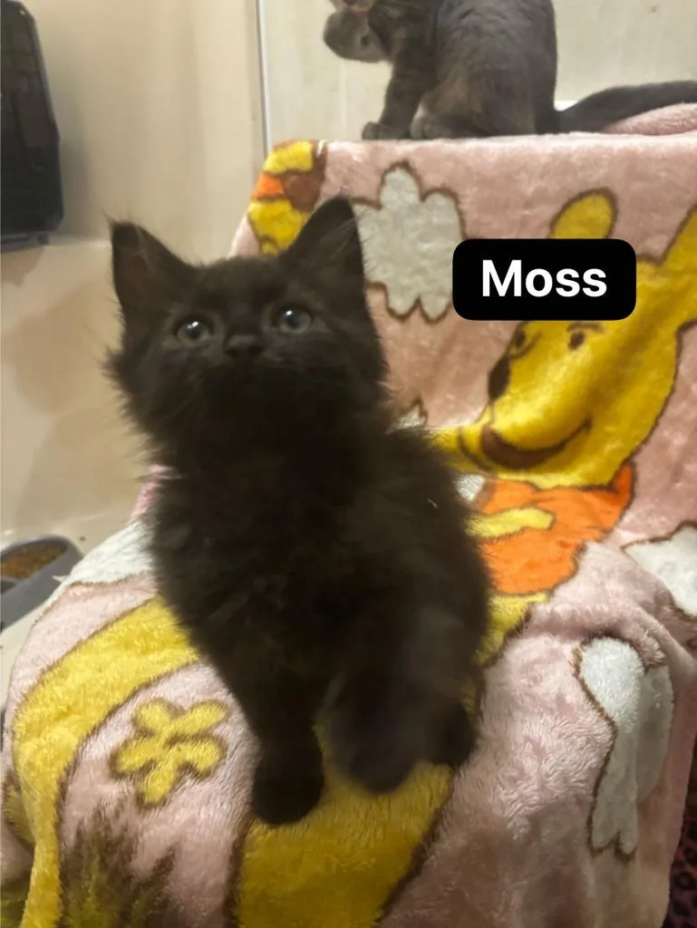 Moss thumbnail 2