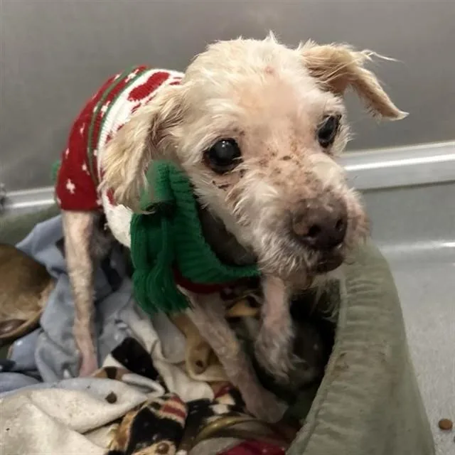 A senior small-sized male Maltese dog named Eugene for adoption in Ontario, CA