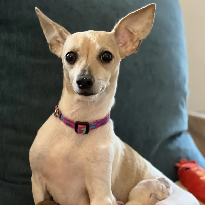 An adult small-sized female White / Cream Chihuahua dog named Delilah for adoption in Enfield, NH