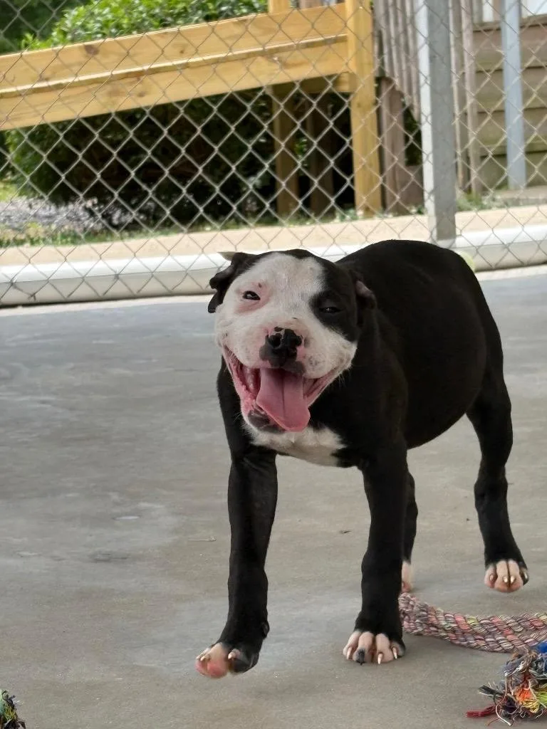A baby small-sized male Mixed Breed dog named Cent for adoption in Lavonia, GA