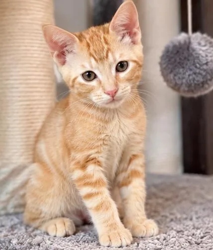 A baby medium-sized male Tabby (Orange / Red) Domestic Short Hair cat named Belgium Waffle for adoption in Fort Worth, TX