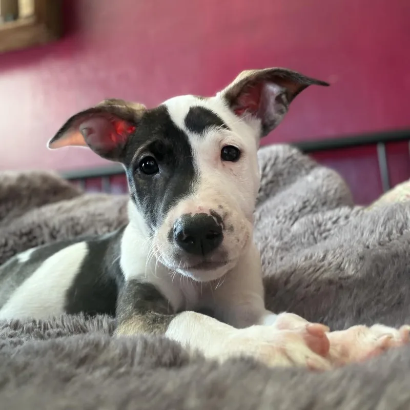 A baby medium-sized female Mixed Breed dog named Denali for adoption in San Francisco, CA