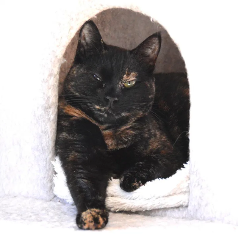 An adult medium-sized female Tortoiseshell Domestic Short Hair cat named Autumn for adoption in Middletown, NY