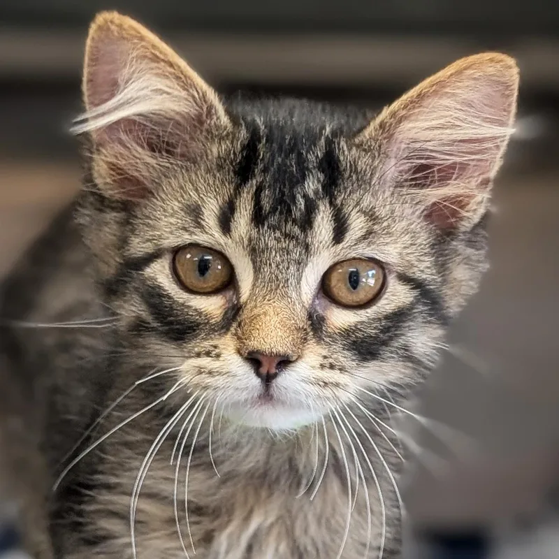 A baby medium-sized male Tabby (Brown / Chocolate) Domestic Short Hair cat named Atari for adoption in Jefferson, WI
