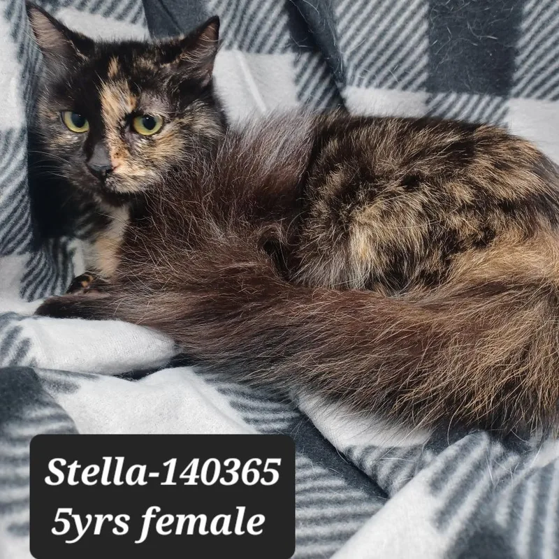 Stella
