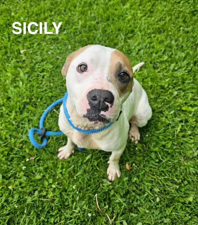 An adult medium-sized female White / Cream Mixed Breed dog named Sicily for adoption in Flint, MI