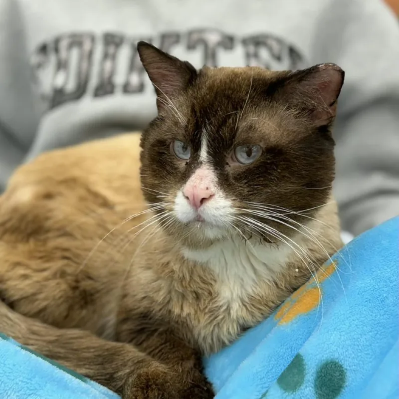 An adult medium-sized male Seal Point Snowshoe cat named Mr. Electric for adoption in miami, FL