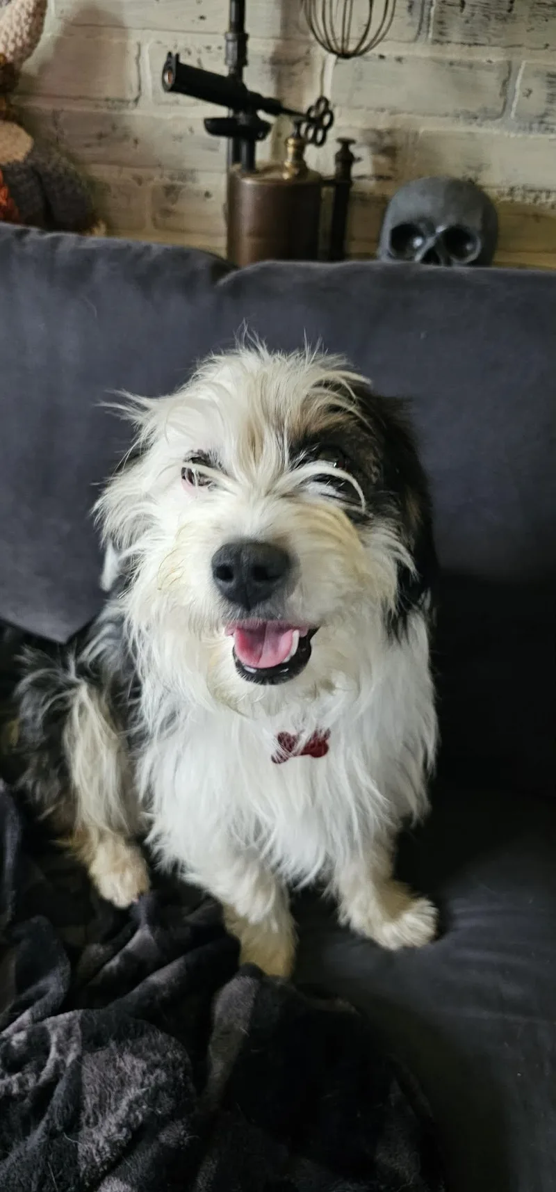 A young small-sized male Black Terrier dog named Tyson for adoption in Union Grove, WI