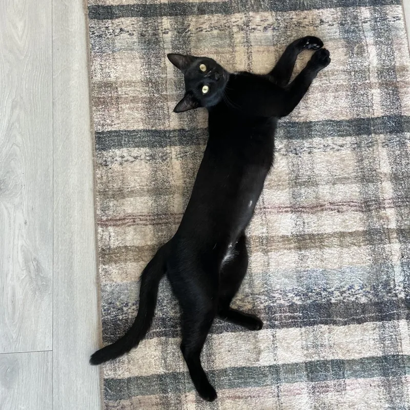 A young medium-sized female Black Domestic Short Hair cat named Nevermore for adoption in Houston, TX