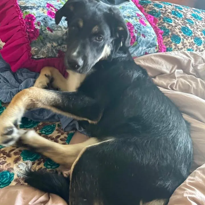 A young medium-sized male Shepherd dog named Jake for adoption in Tulsa, OK